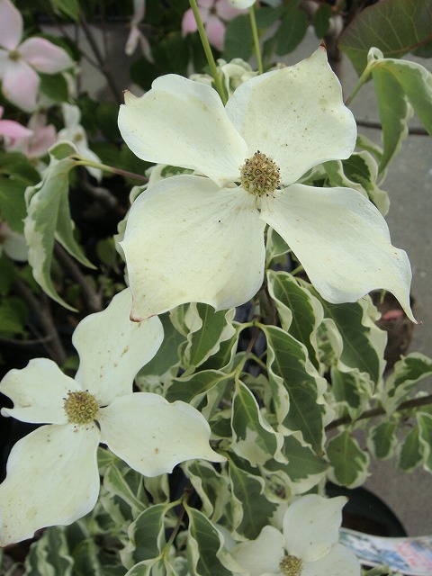 ヤマボウシ ウルフアイ の花。