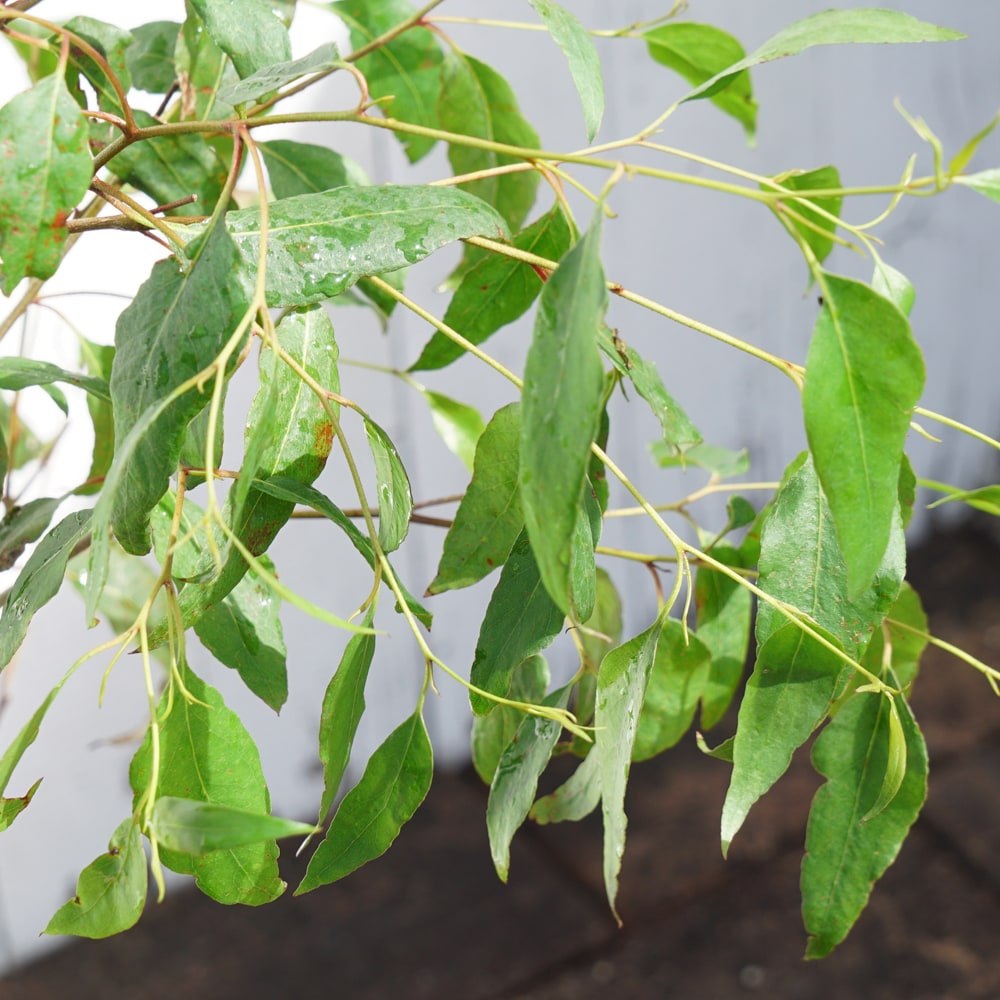 ユーカリ レグナンス