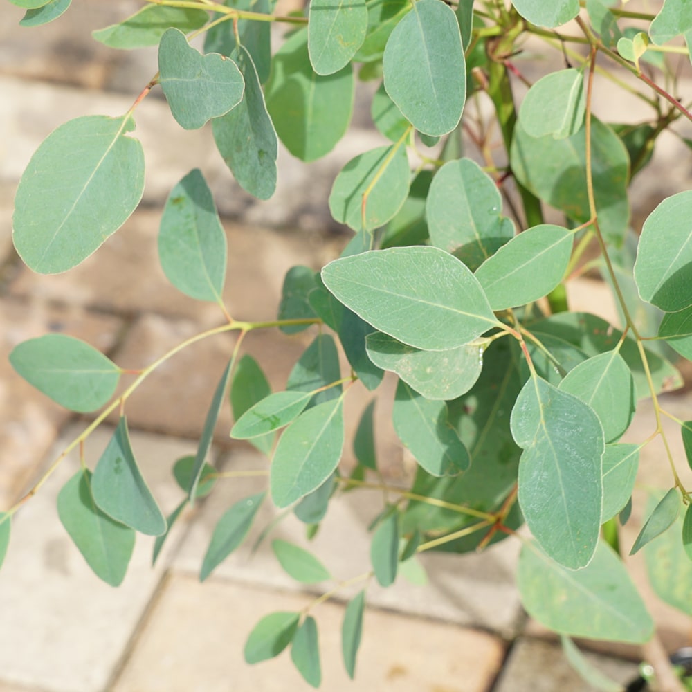 ユーカリ オレンジガム 1