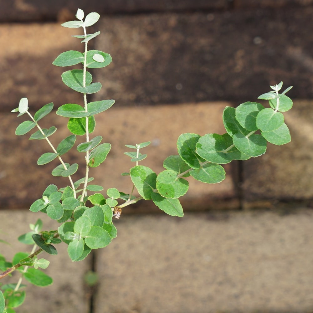 ユーカリ シルバーガム 1