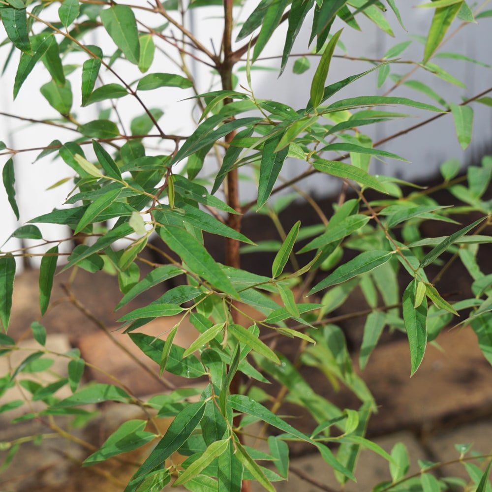 ユーカリ プロピンカ 1