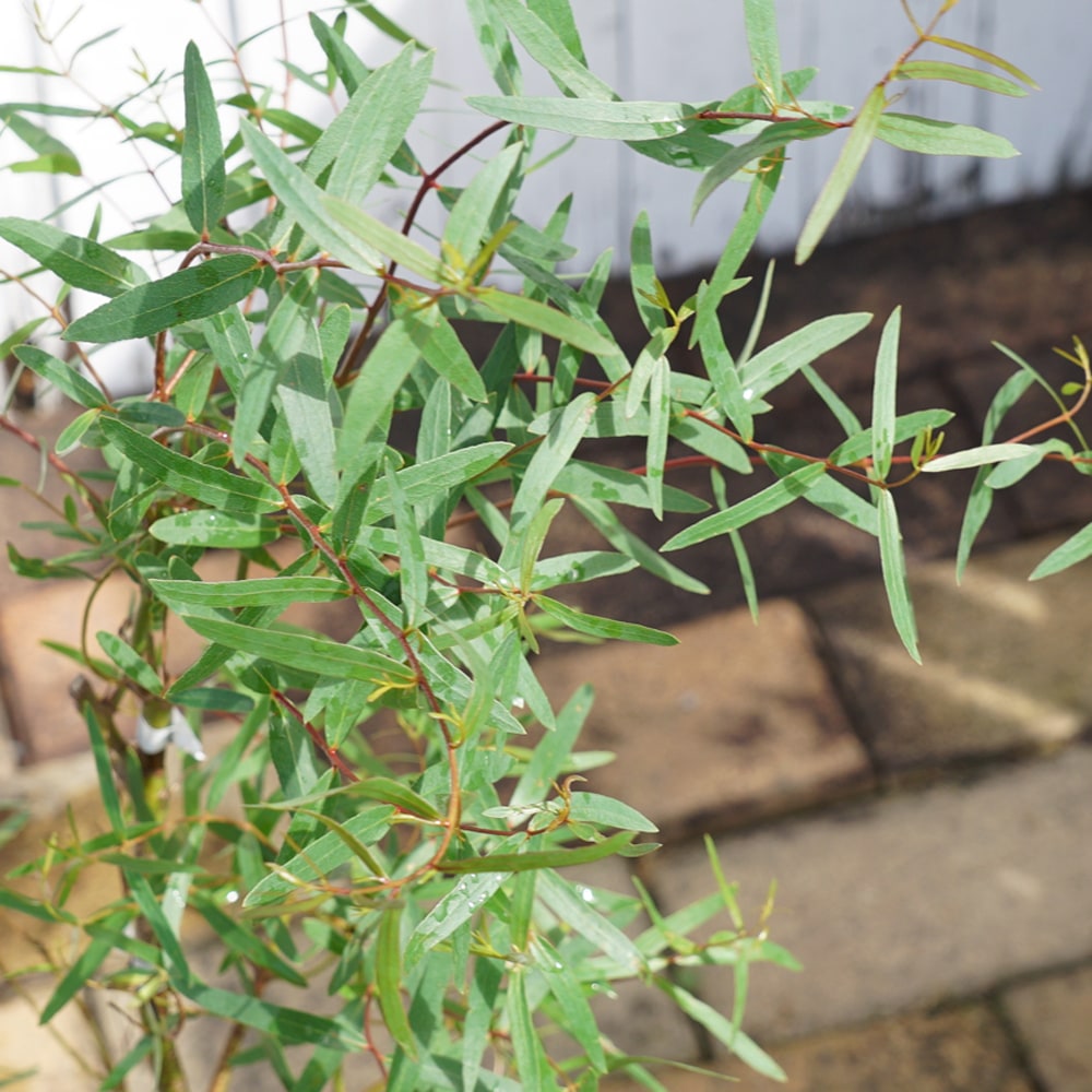 ユーカリ センテッドバーグ 1