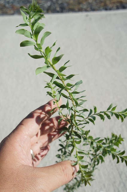 アカシア ハーフムーン 葉