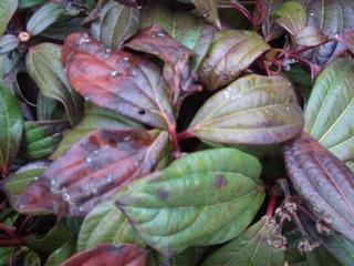 ビバーナム ダビディー 