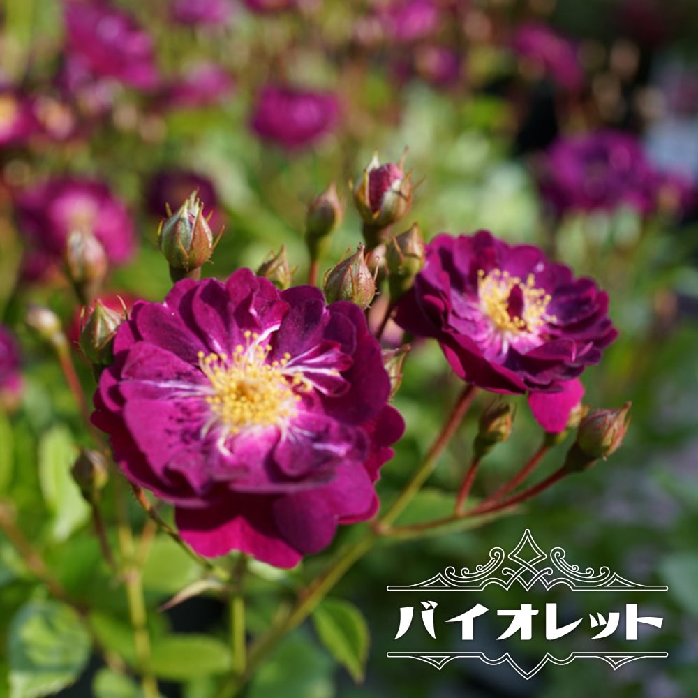 つるバラ苗 強健 耐陰性強 花つきよい 茎太め 薔薇苗 お薦めつる