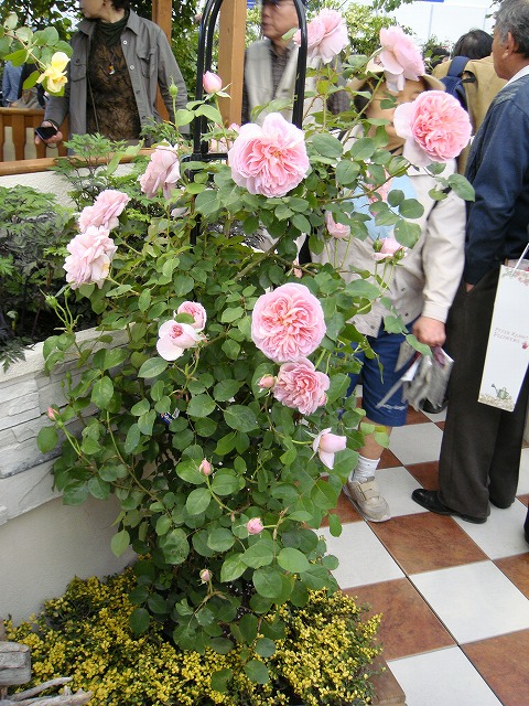 バラ ダムドゥシュノンソー 2