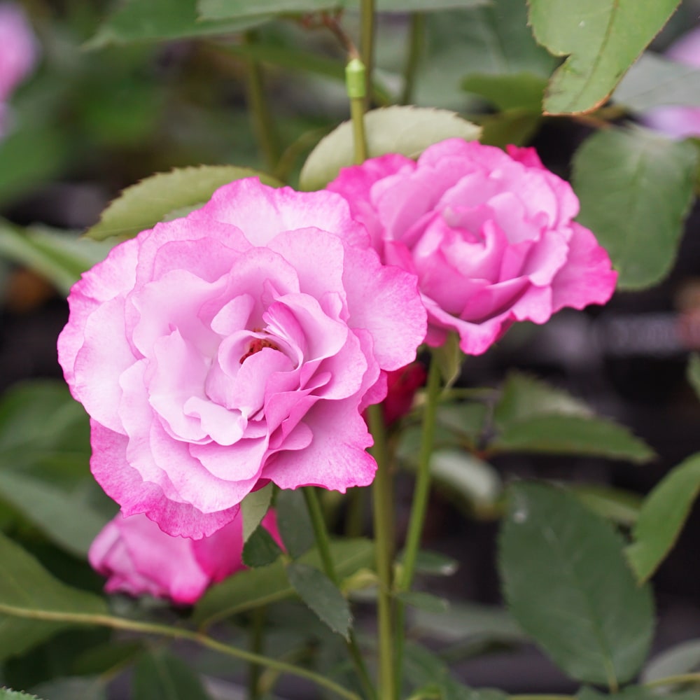 バラ ディオレサンス 4