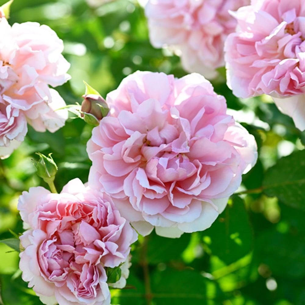 バラ ローズ アントワネット 2