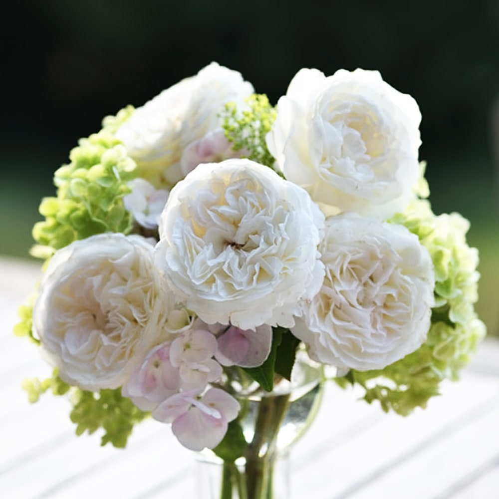 バラ パブロワ 2