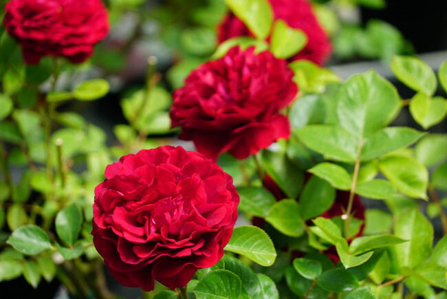 バラ ディープボルドー 2