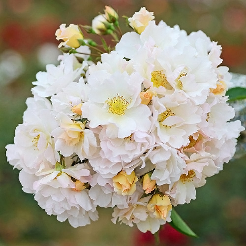 バラ マリーアン ドゥ ラマルティーヌ 2