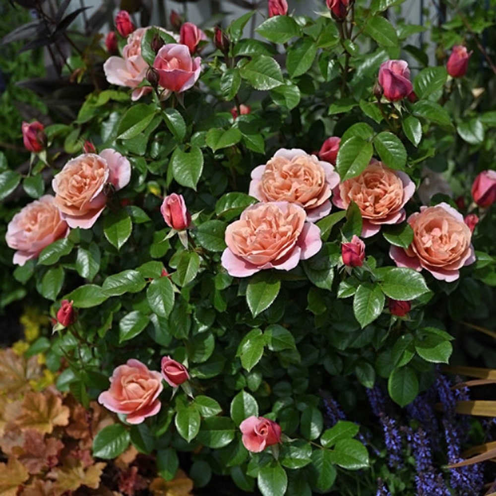 バラ ピンク ビンテージ 3