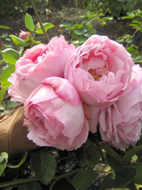 バラ　フレグランス・オブ・フレグランシズ 大苗