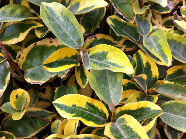 斑入りグミ 　ギルトエッジ