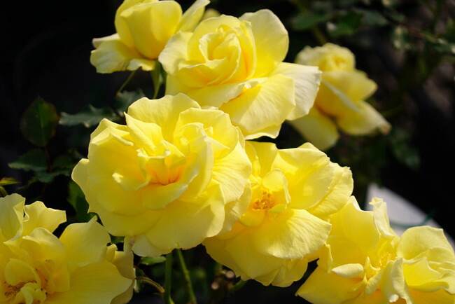 バラ つるゴールドバニー 1