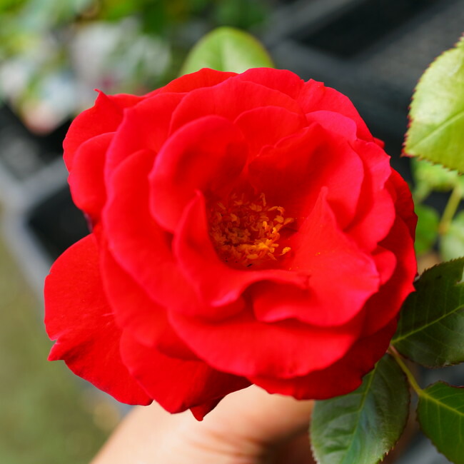 バラ フランクリースカーレット 