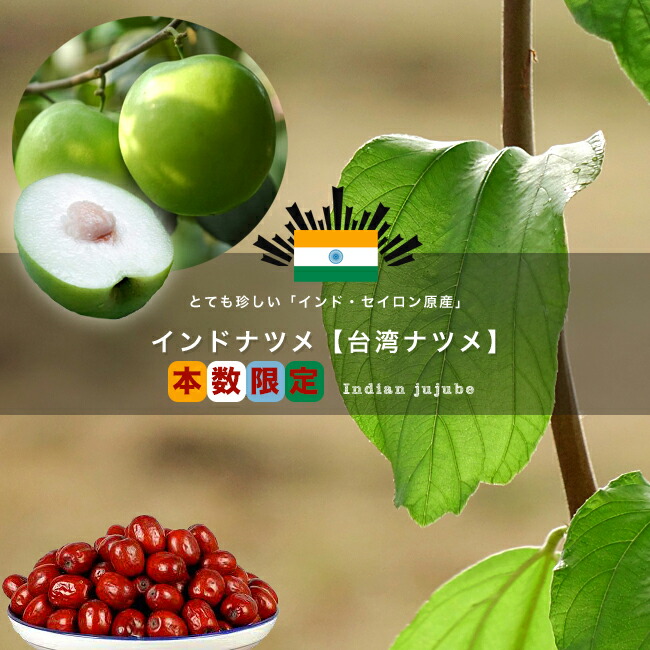 インドナツメ 大苗　接木　たくさん花つき インドナツメ ナツメ の特徴と育て方 | 苗木部の部室 〜苗木、育てよう