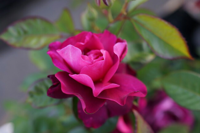 バラ イントゥリーグ 3