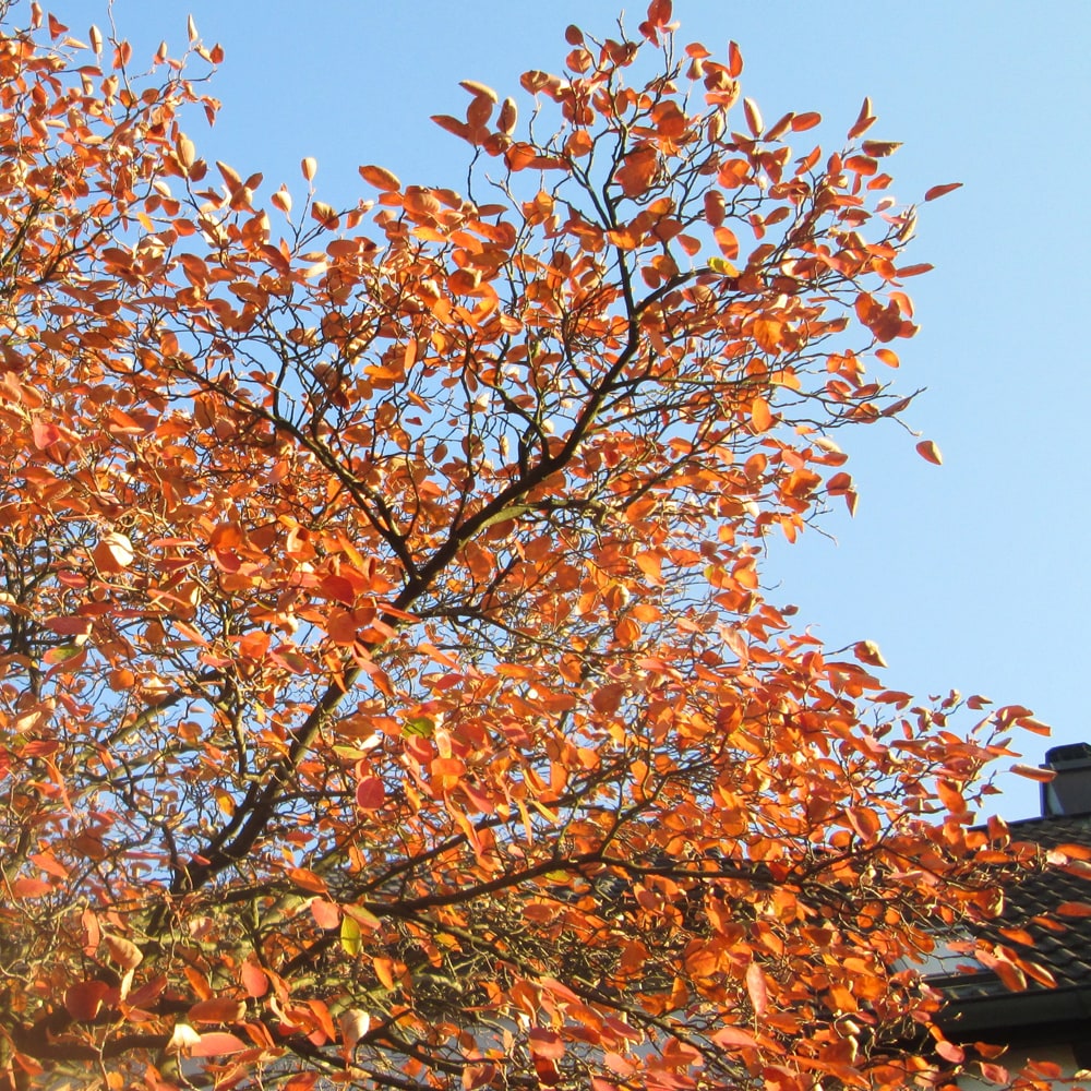 ジューンベリーの紅葉