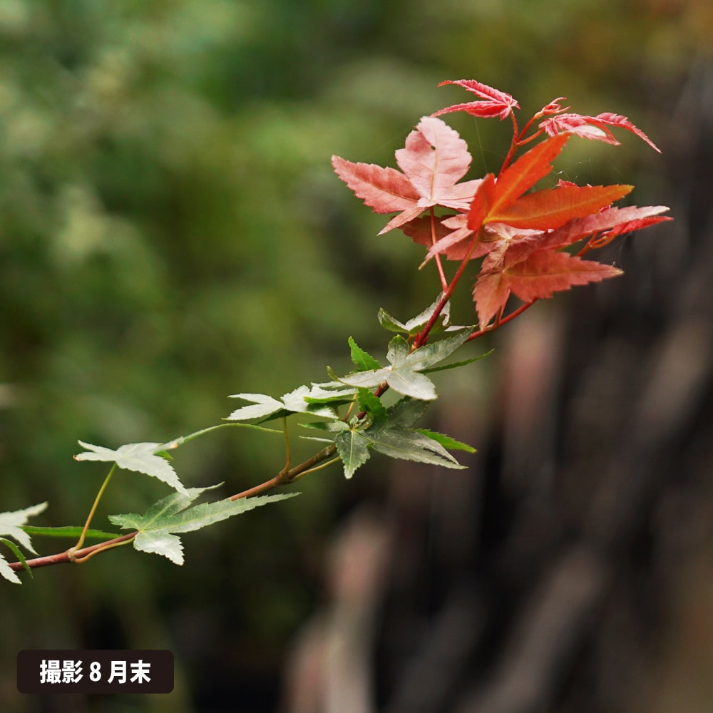 カエデ・もみじ 出猩々 4