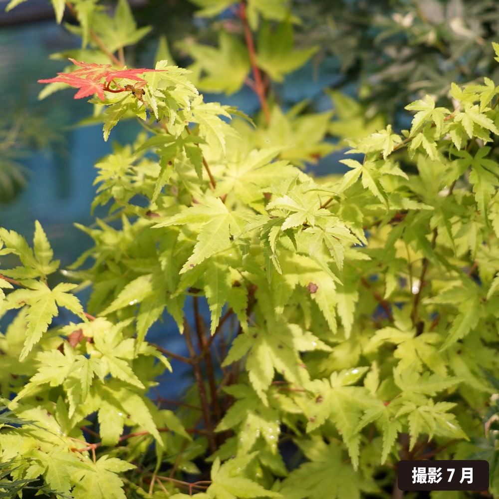 カエデ・もみじ 茜 3