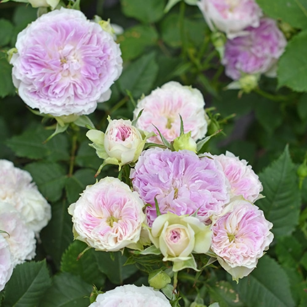 バラ ブルー ムーン ストーン 1