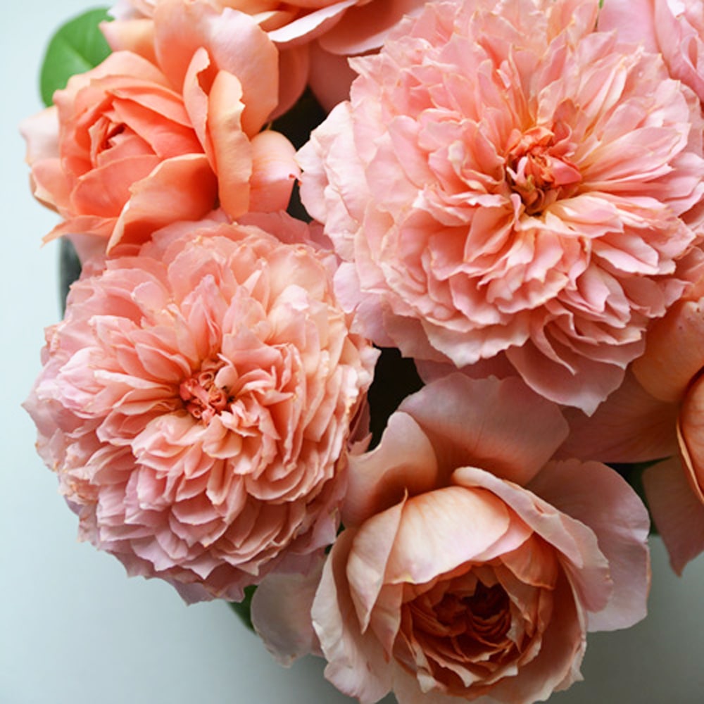 バラ ムーラン ド ラ ギャレット 1