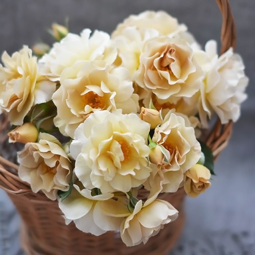 バラ ラ ブロッシュ 2