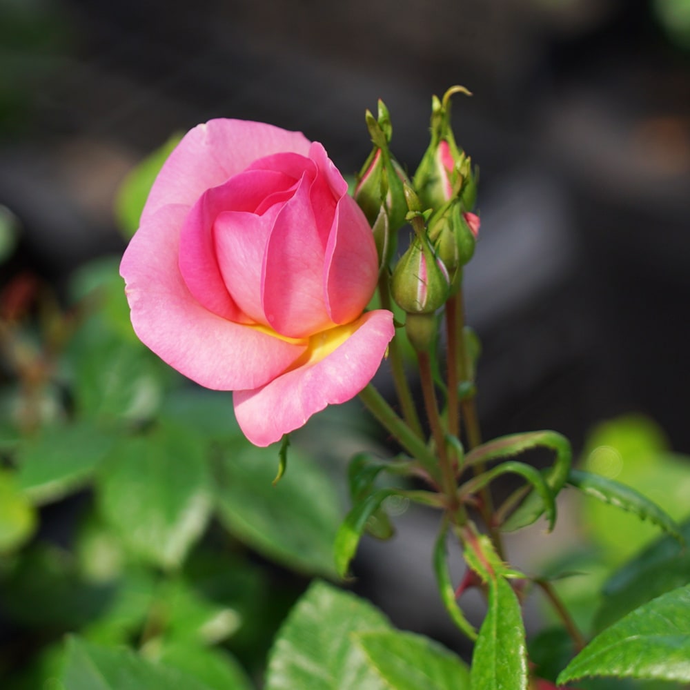 バラ オーキッドロマンス 1