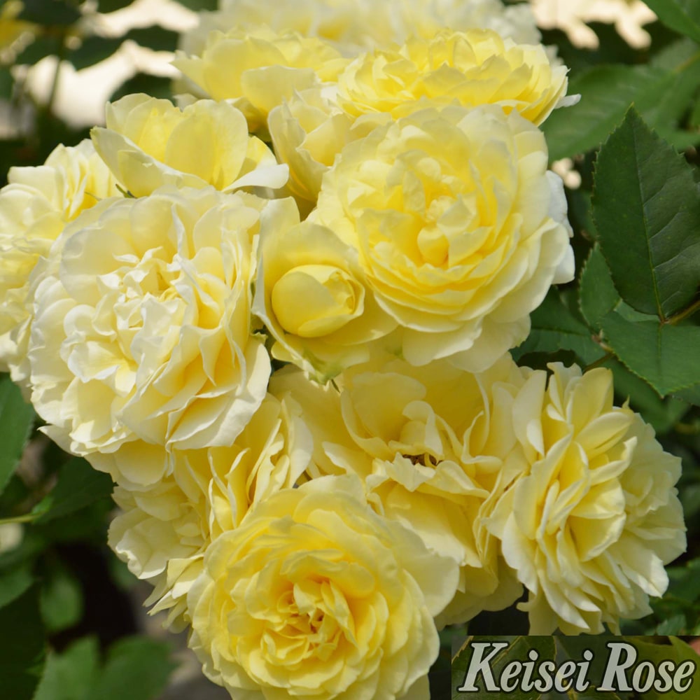 バラ 恋きらら  2