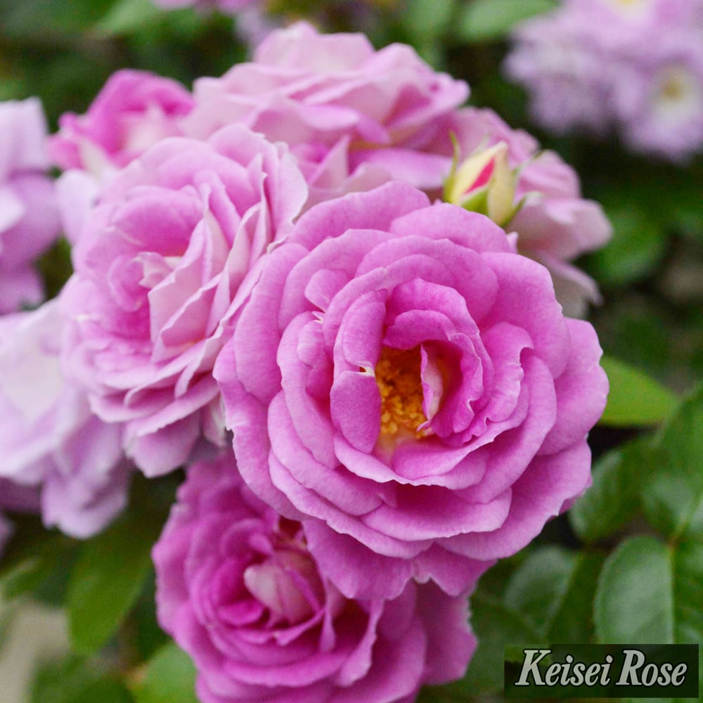 バラ アークティックブルー 2