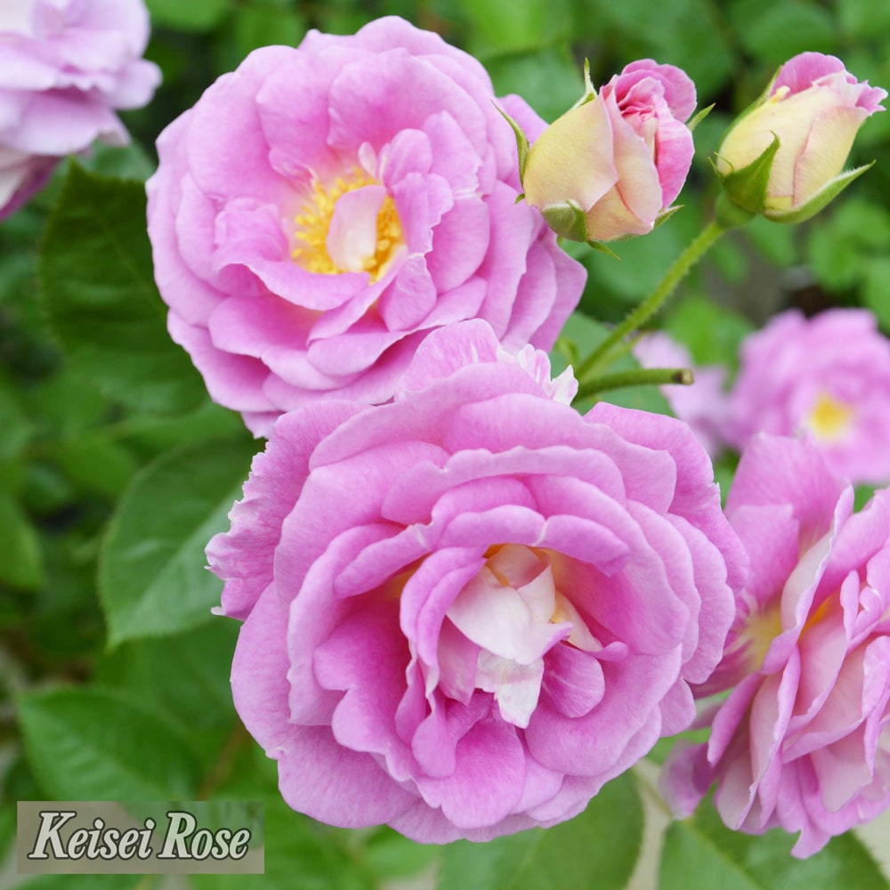 バラ アークティックブルー 3