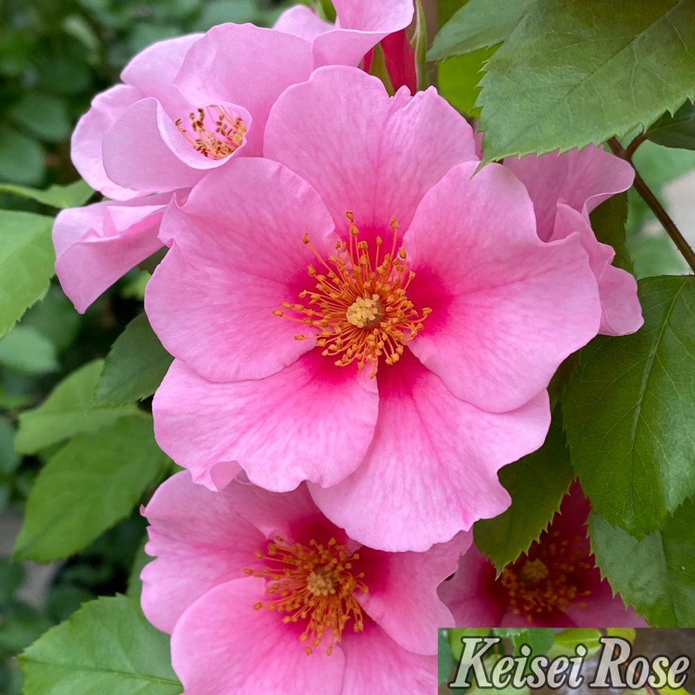 バラ シーユーインピンク 2