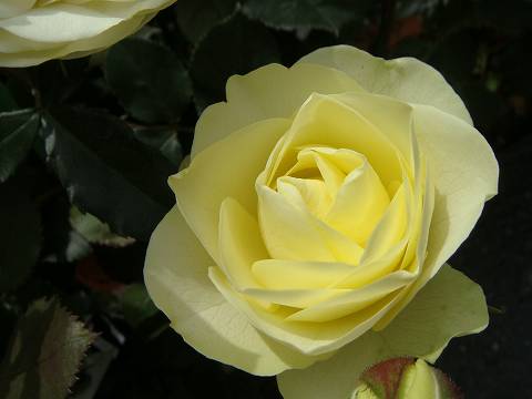 バラ クリーミーエデン 1