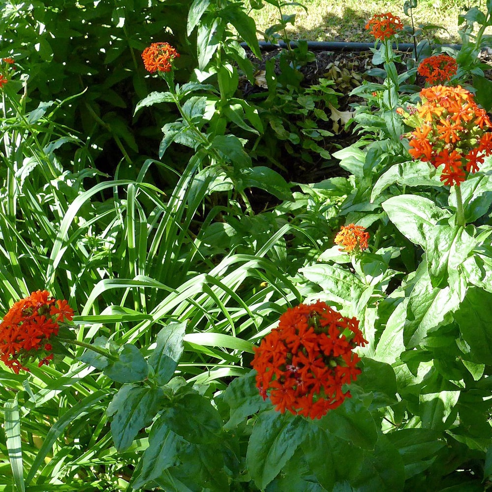 リクニス レッドクロス 1