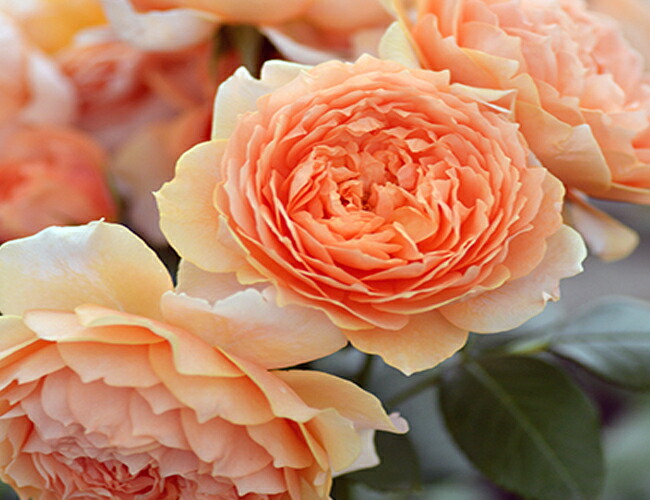 バラ マリールイーズ ドゥ ラ ラメー 3