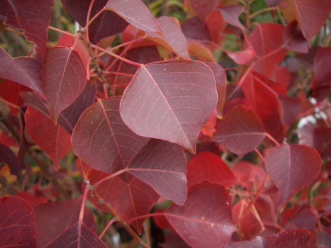 ナンキンハゼ の特徴と育て方 | 苗木部の部室 〜苗木、育てよう〜 By