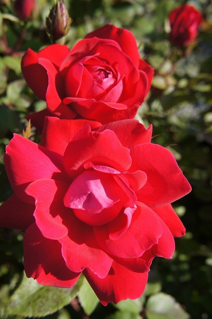 バラ ダブルノックアウト 2