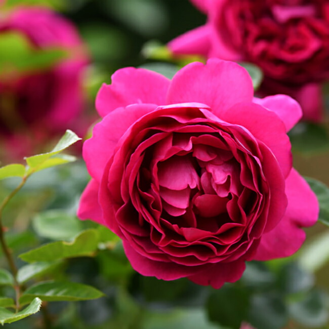 バラ プラリーヌルージュ 2