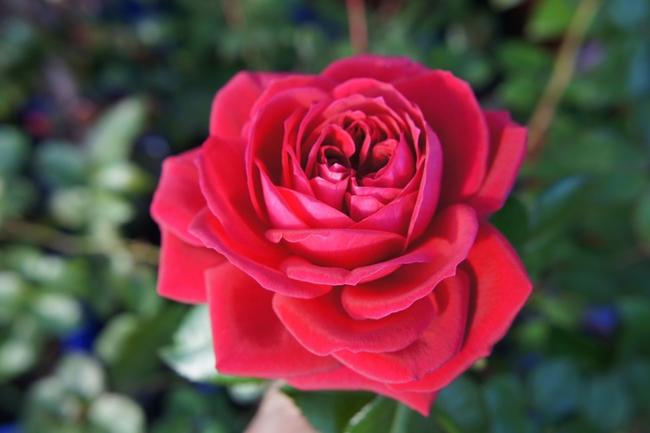 バラ リパブリックドゥモンマントル 2