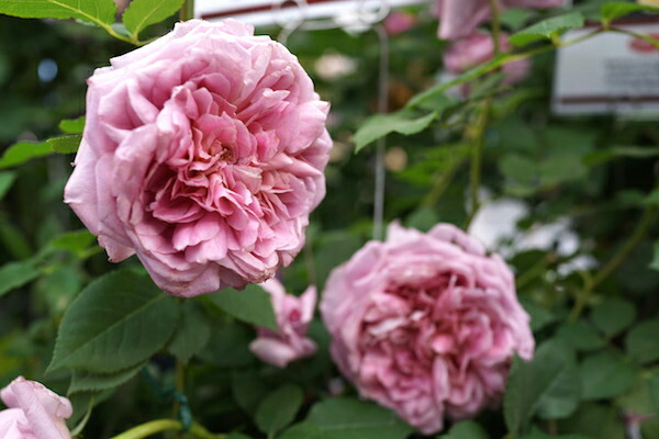 バラ ローブアラフランセーズ 2