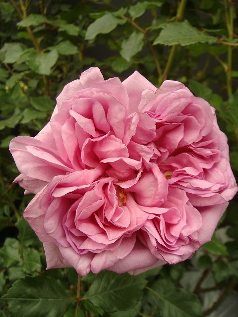 バラ ローズポンパドゥール 4