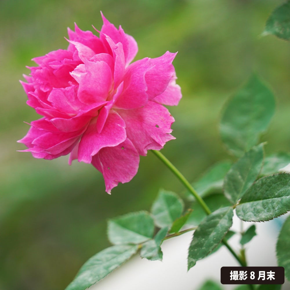 バラ シェエラザード 1