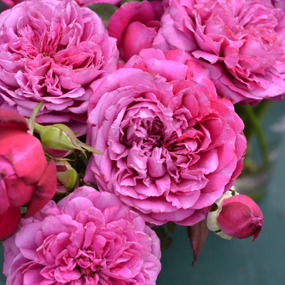 バラ ヘクトル 2