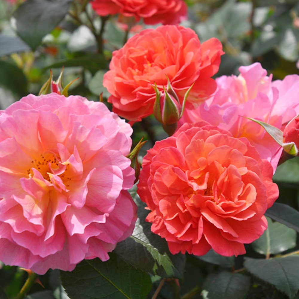 バラ アリュマージュ 3