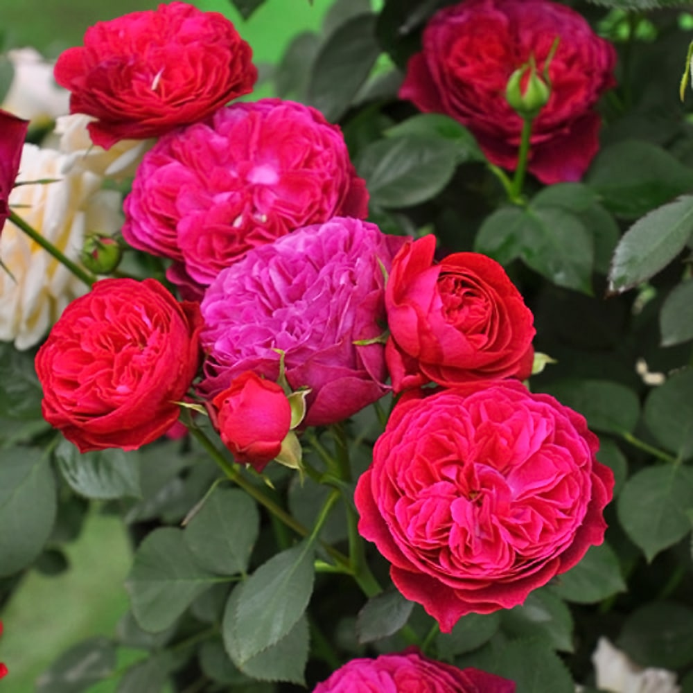 バラ ルイス キャロル 4