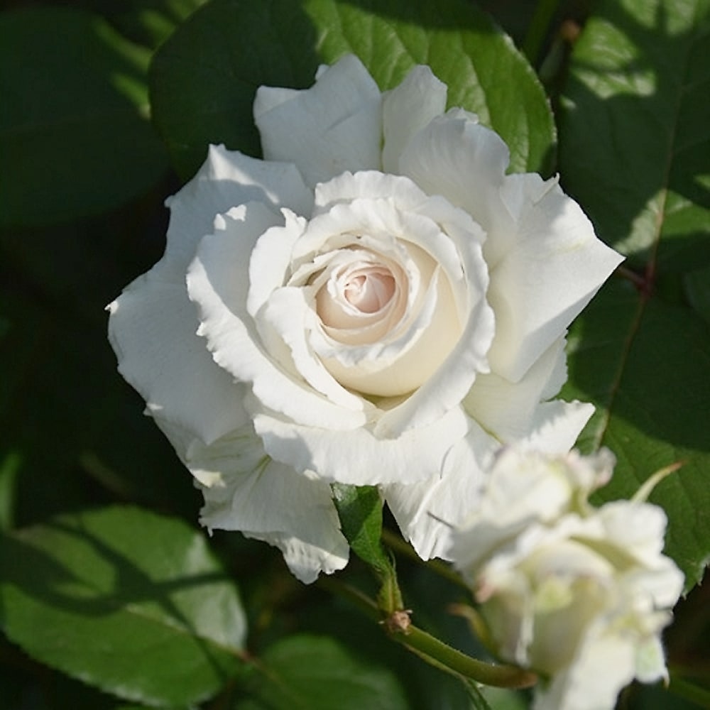 バラ クリード 4