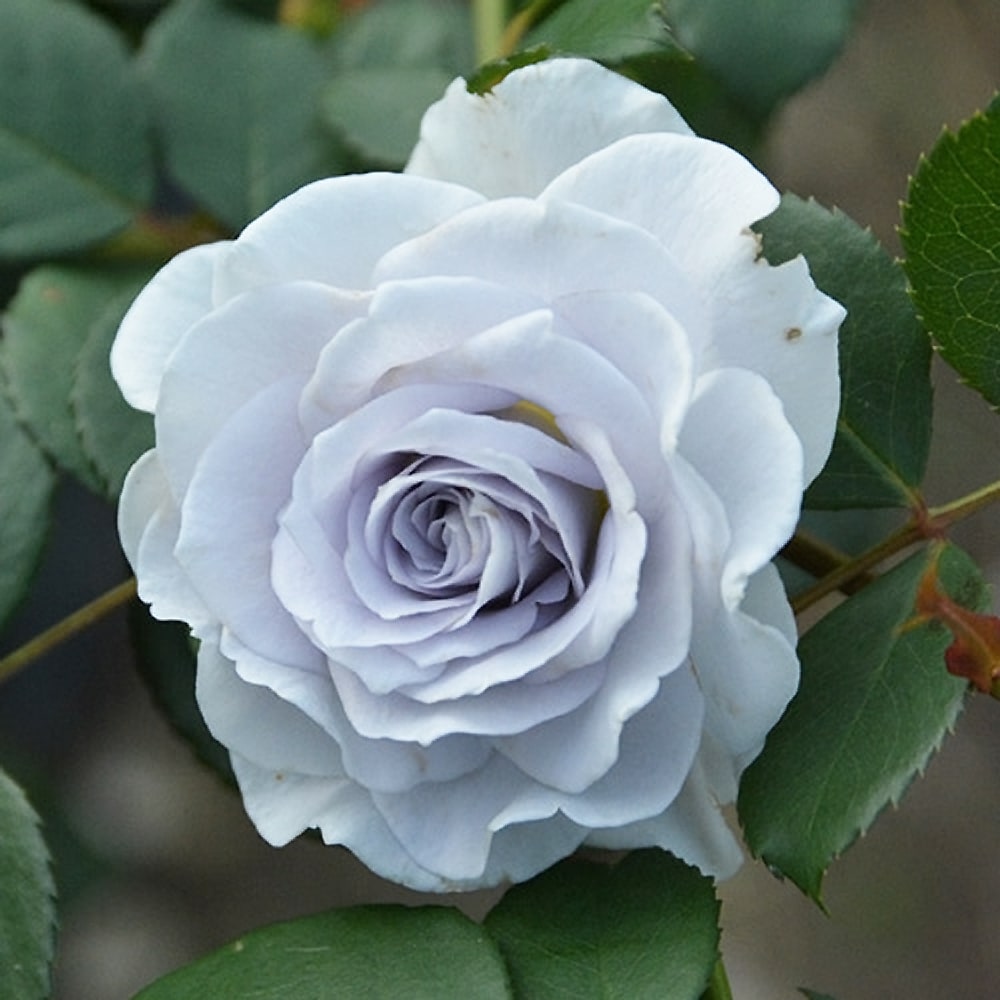 バラ ブルー グラビティー  4