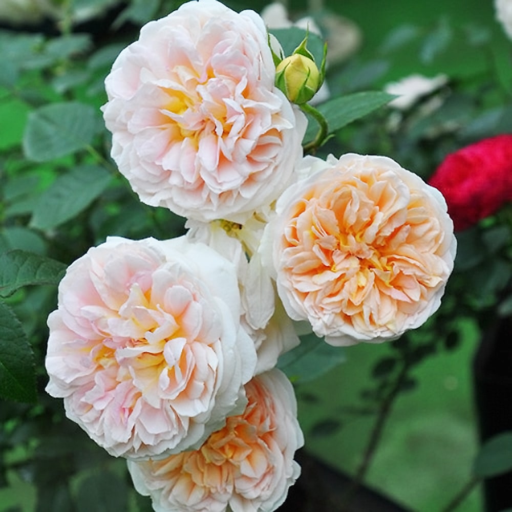 バラ ジュール ヴェルヌ 5