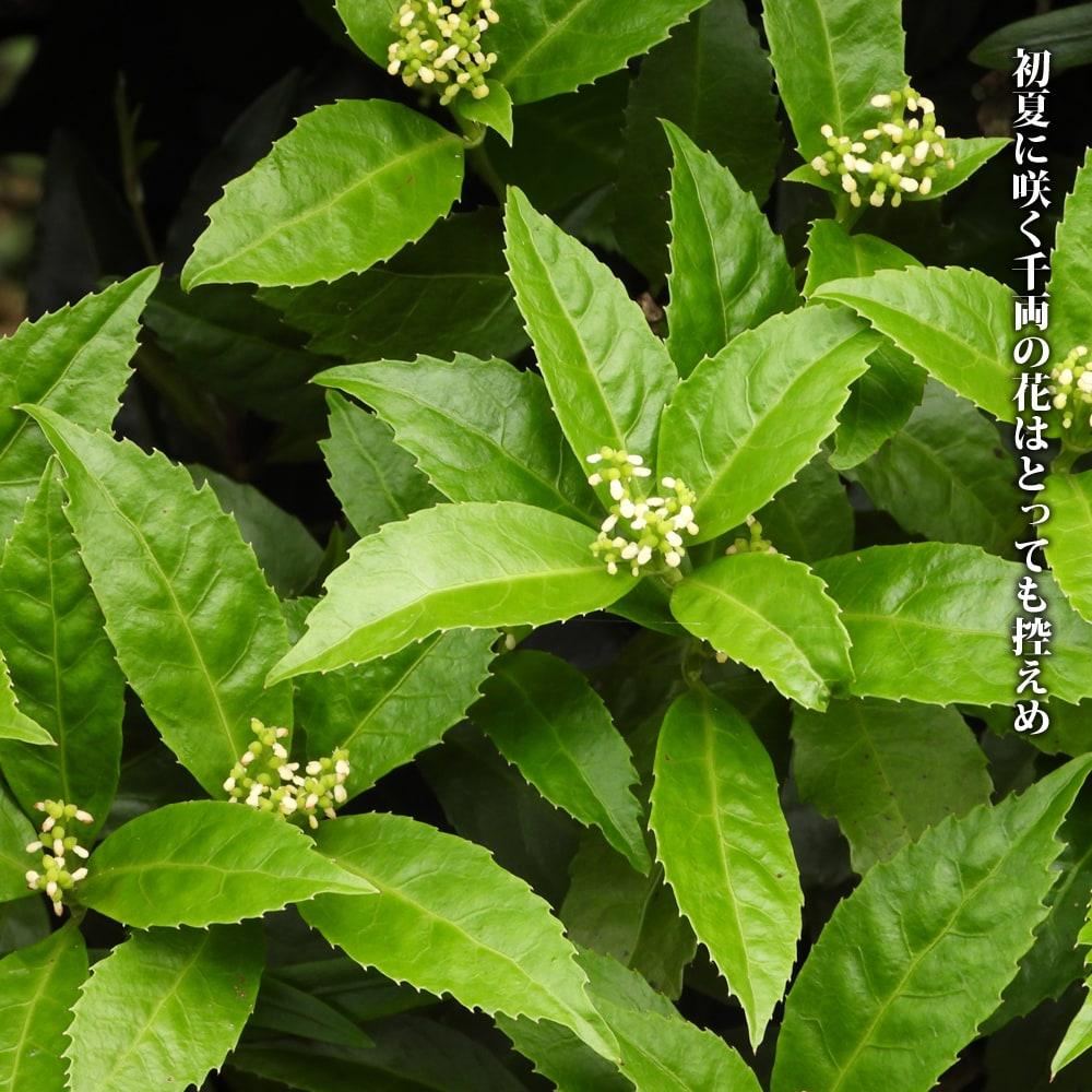 センリョウ 千両 1